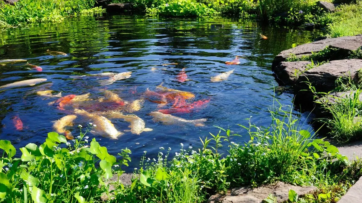 Garden pond in Norfolk by Hilton & Green Landscaping