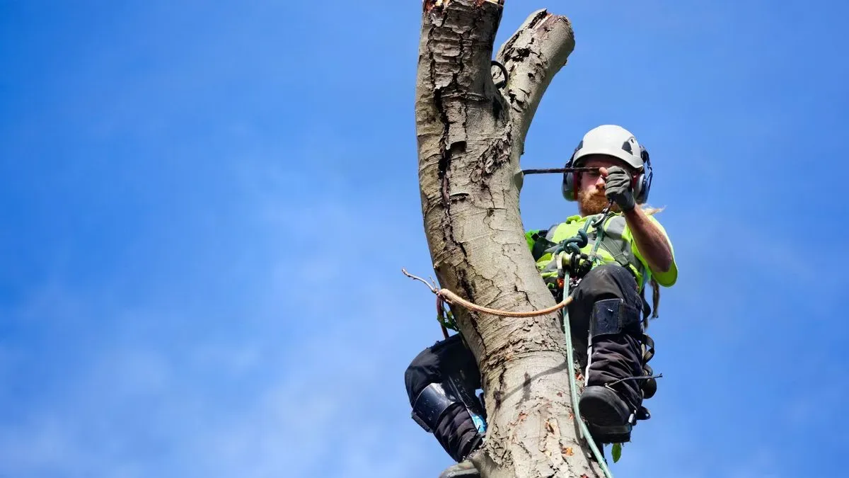 Tree surgery in Norfolk by Hilton & Green Landscaping