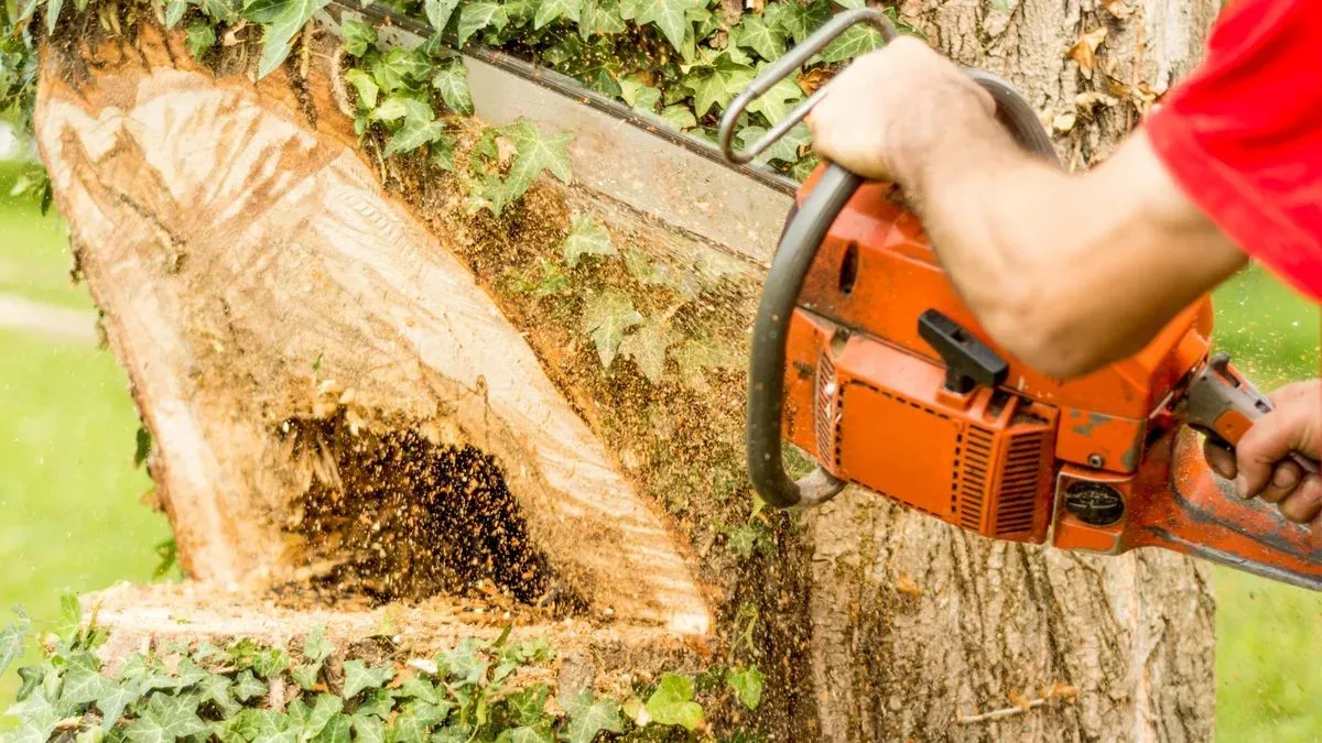 Tree surgery in Norfolk by Hilton & Green Landscaping