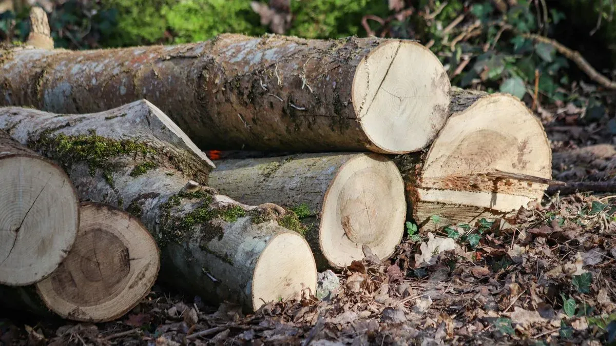 Tree surgery in Norfolk by Hilton & Green Landscaping