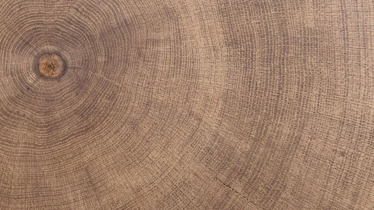 Tree surgery in Norfolk by Hilton & Green Landscaping