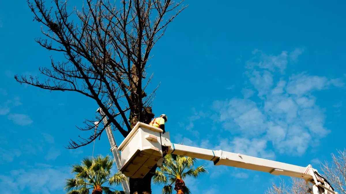 Tree surgery in Norfolk by Hilton & Green Landscaping